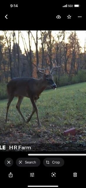 4222 McCormick Road Mount Sterling, KY 40353 - Photo 6 of 6 deer pic 3