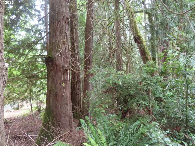 a close up of a tree in a garden