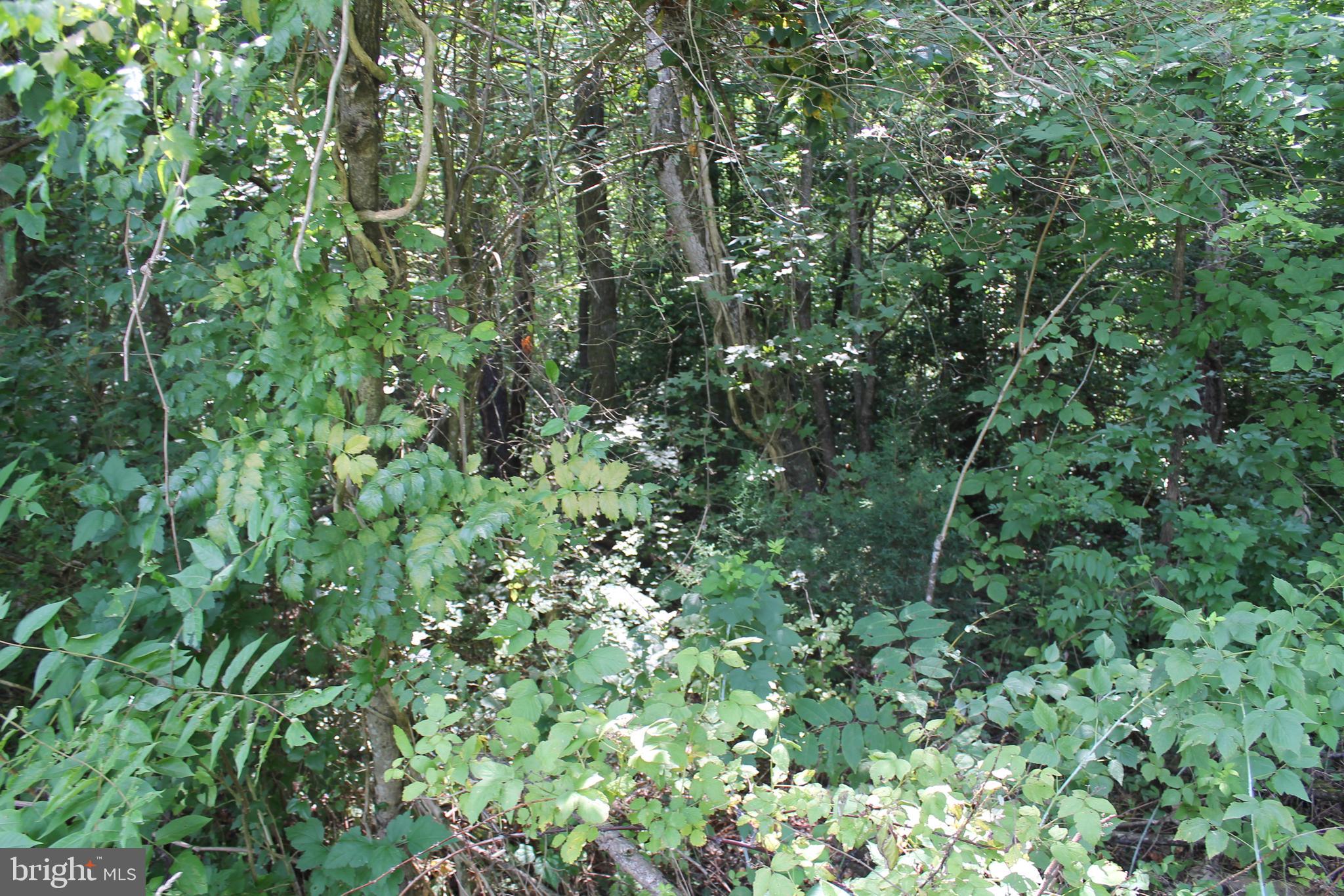 Marye Road Woodford, VA 22580 - Photo 7 of 11 Wooded acreage