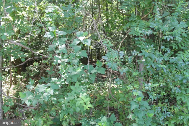 $115,000 | Marye Road, Woodford, VA 22580