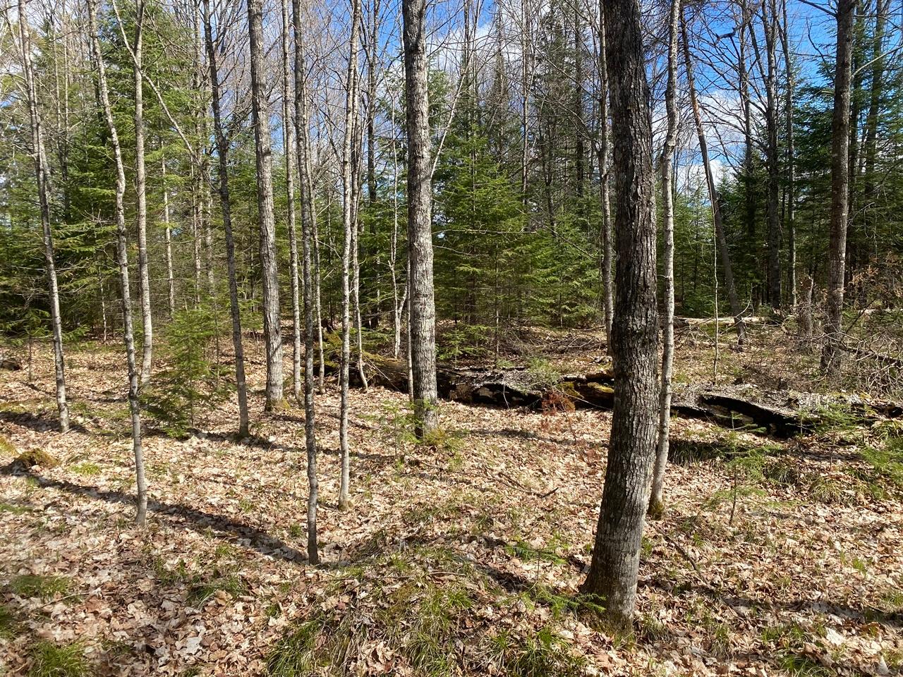 Lot 11 Allyn Road Mercer, WI 54547 - Photo 21 of 34 Gallery Image 21