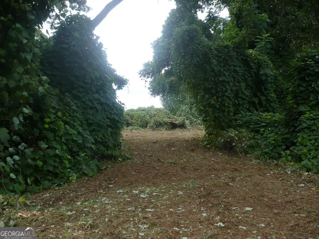a view of a forest with trees in the background
