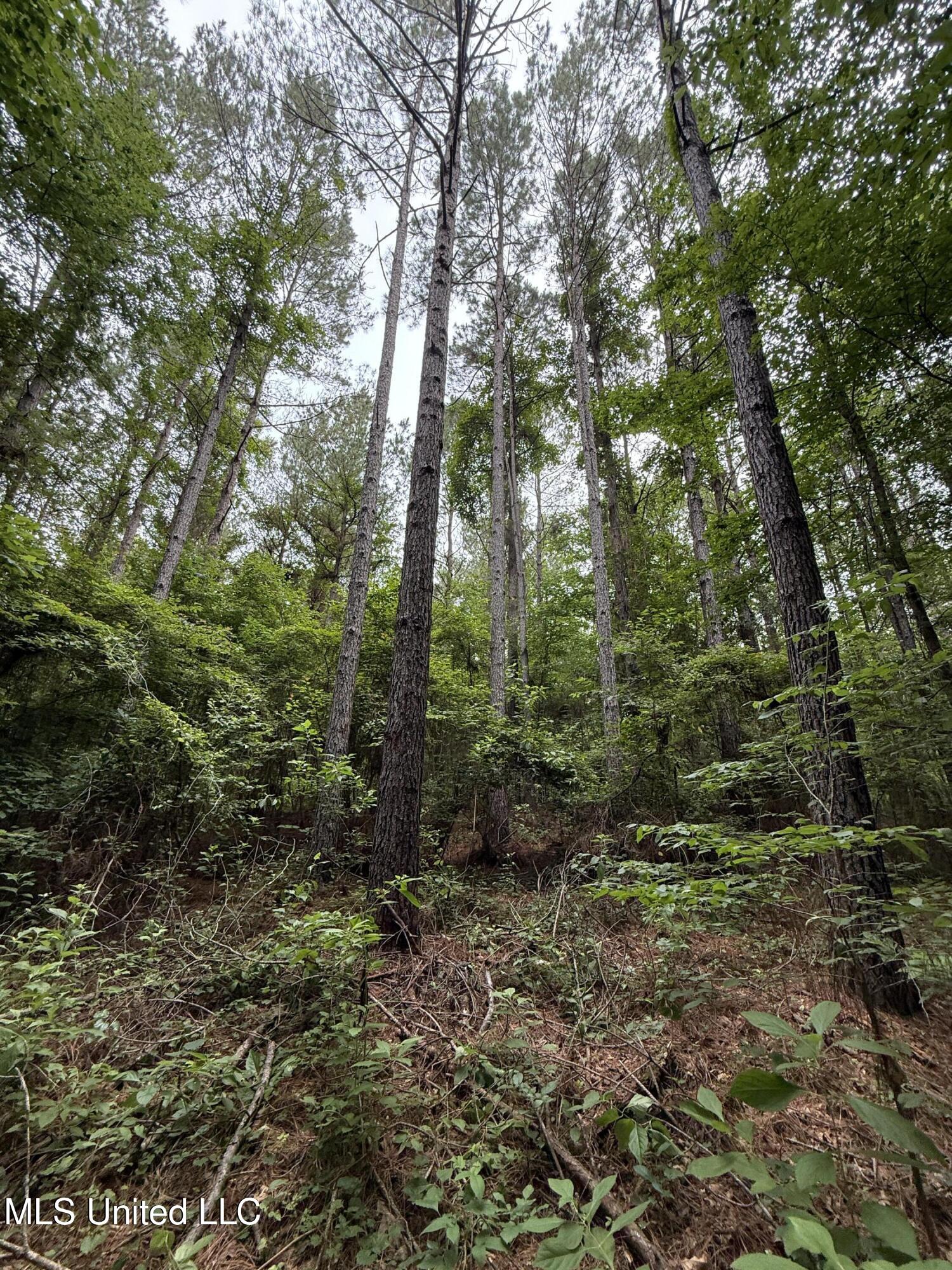 Lake Road Duck Hill, MS 38925 - Photo 11 of 31 IMG_5518