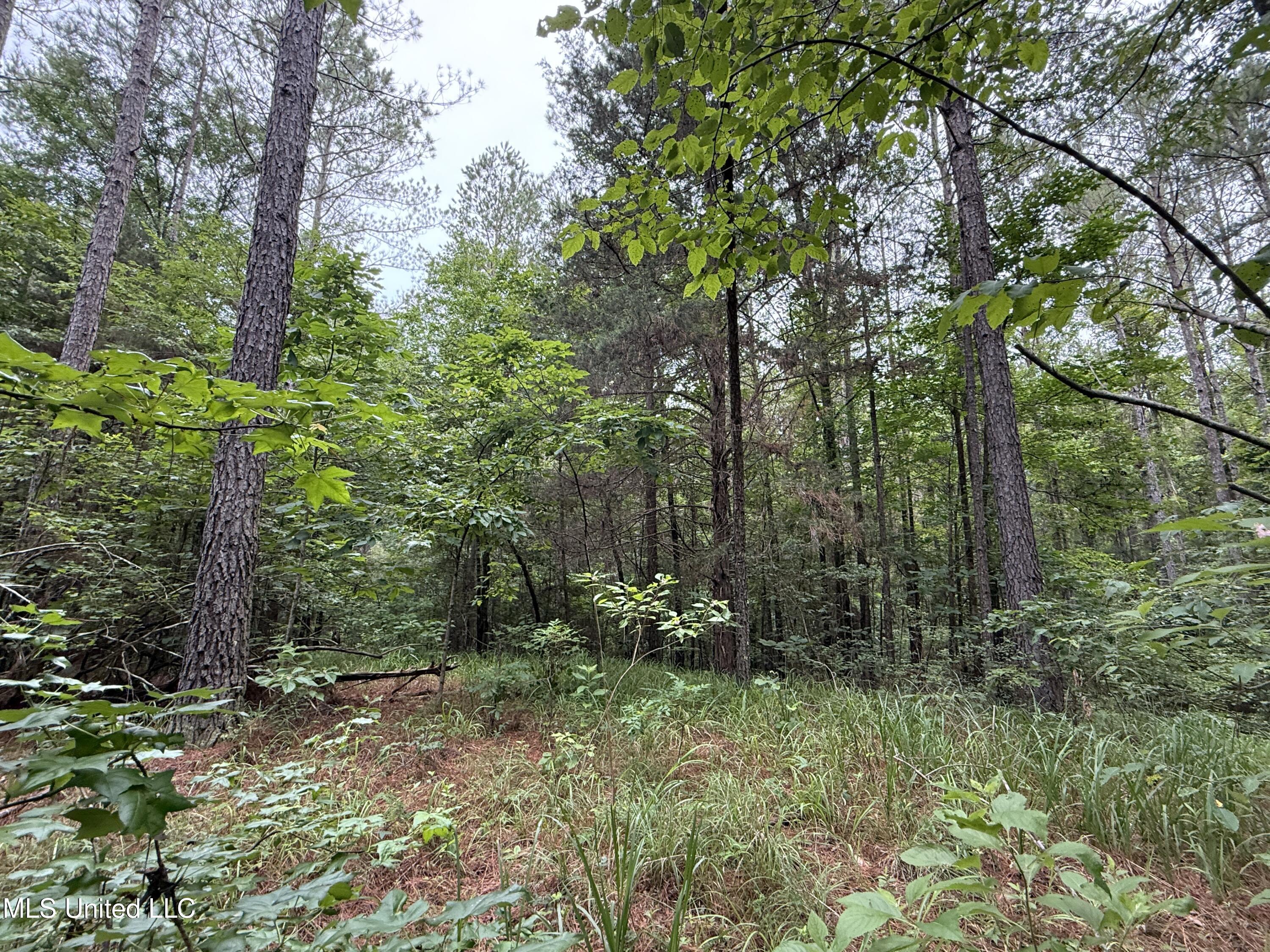 Lake Road Duck Hill, MS 38925 - Photo 14 of 31 IMG_5522