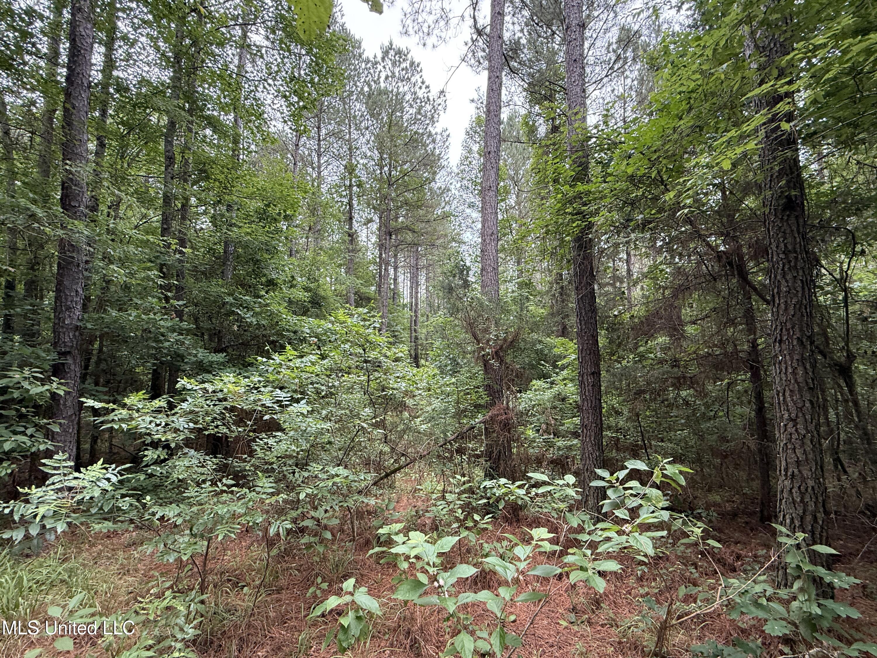 Lake Road Duck Hill, MS 38925 - Photo 2 of 31 3
