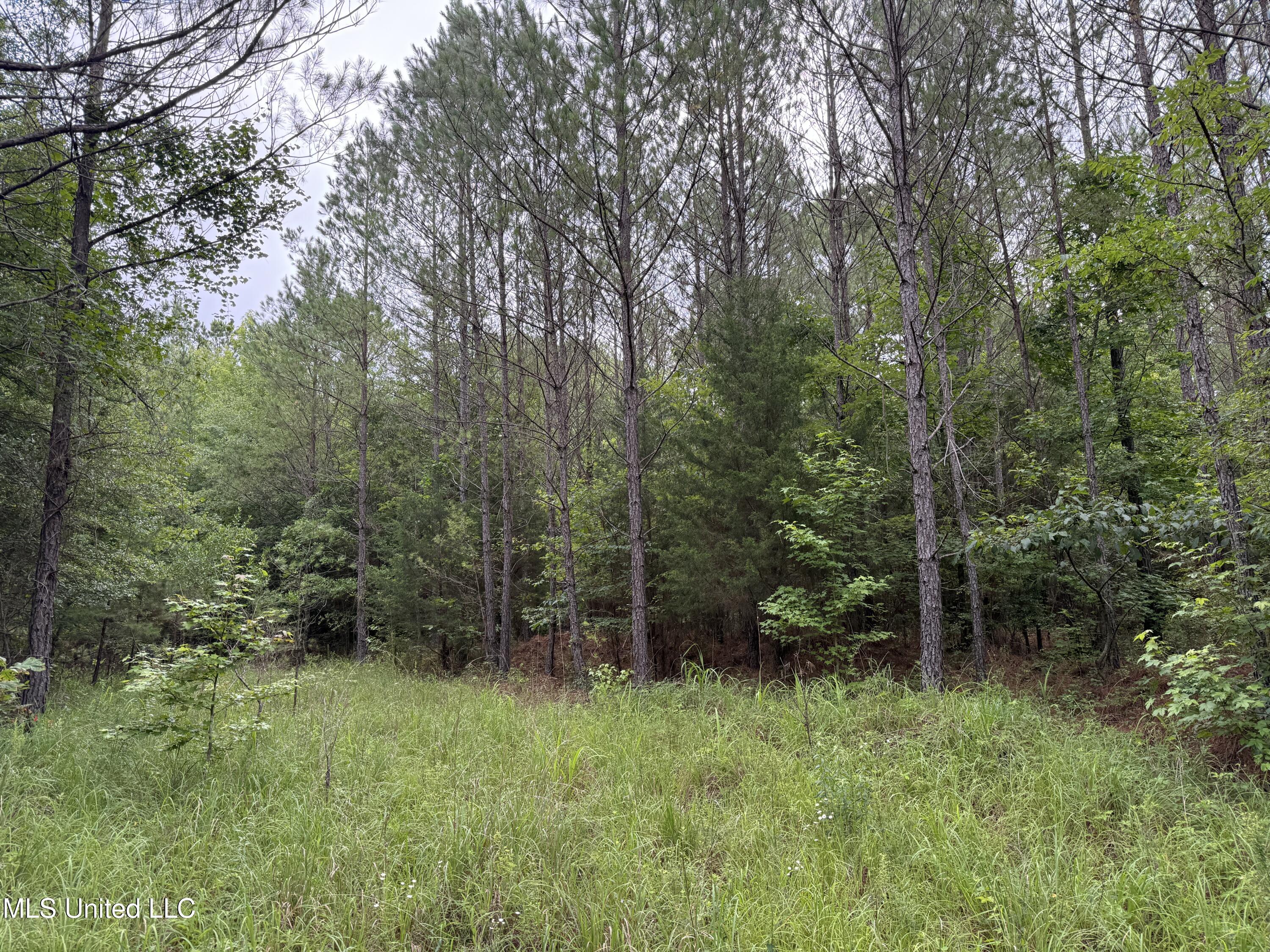 Lake Road Duck Hill, MS 38925 - Photo 24 of 31 IMG_5505