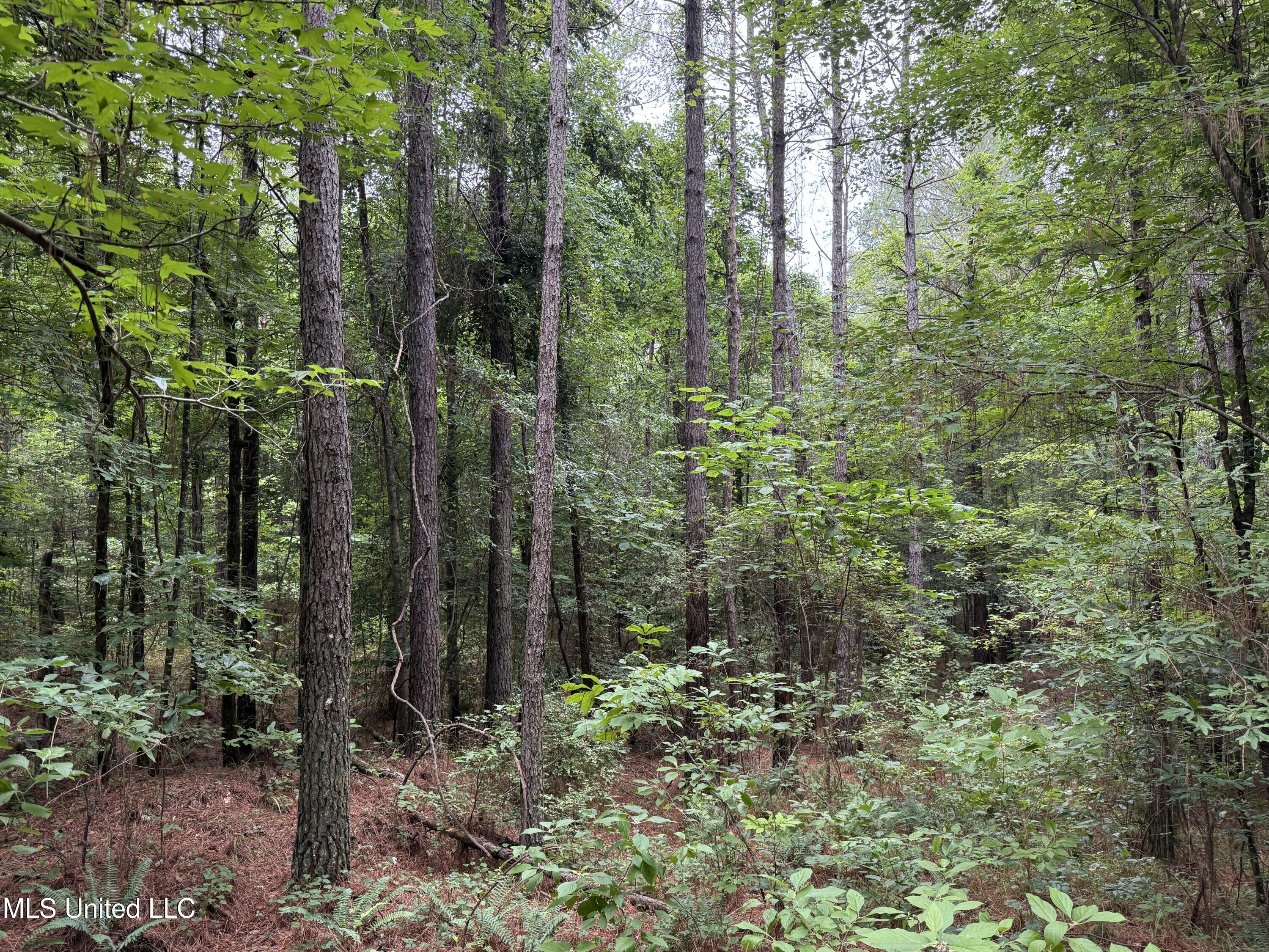Lake Road Duck Hill, MS 38925 - Photo 26 of 31 IMG_5507