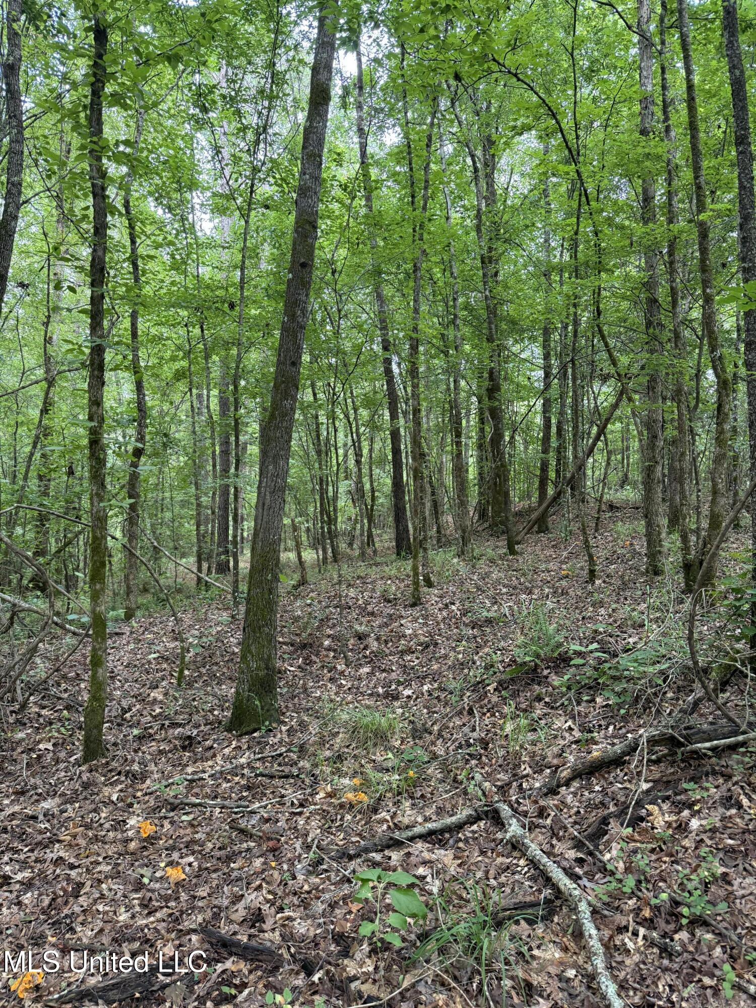Lake Road Duck Hill, MS 38925 - Photo 27 of 31 IMG_5512