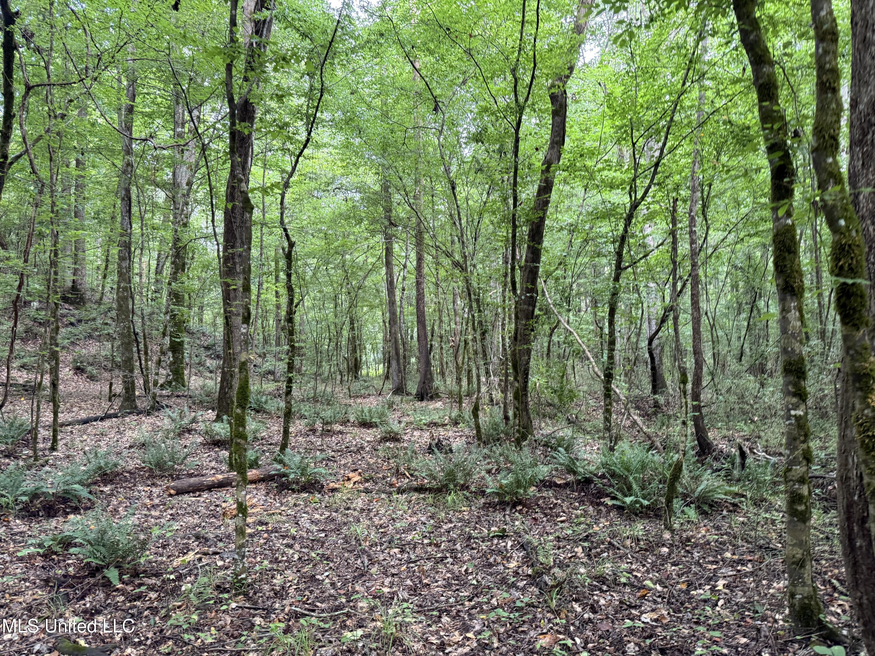 Lake Road Duck Hill, MS 38925 - Photo 8 of 31 9