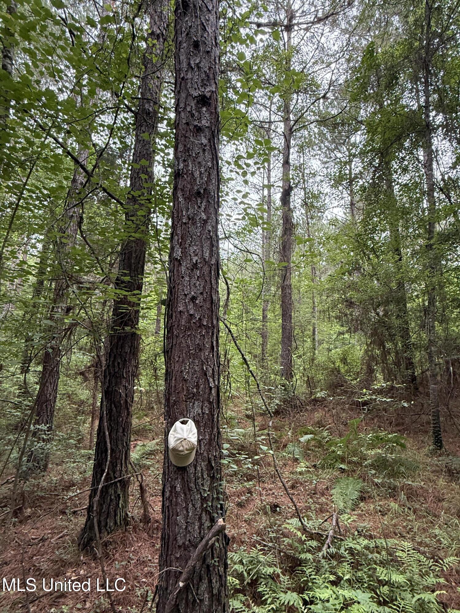 Lake Road Duck Hill, MS 38925 - Photo 9 of 31 10