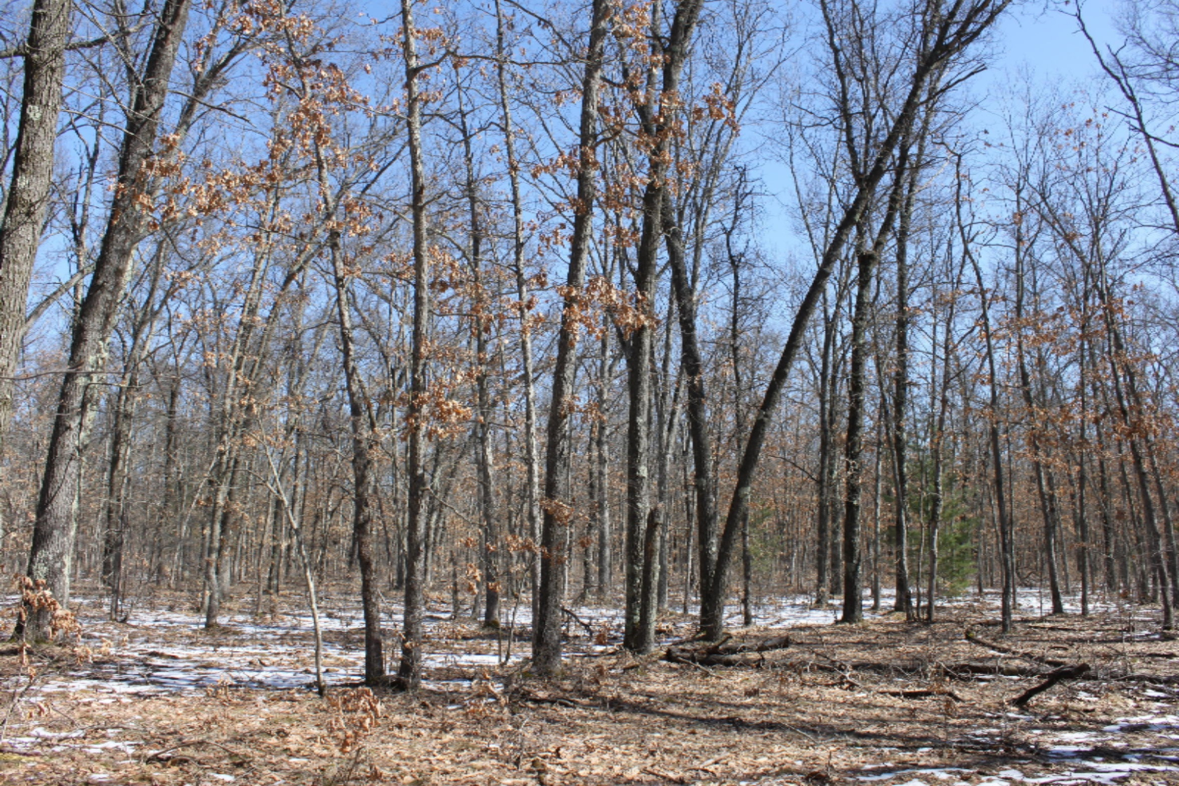 325 North Baker Road Wellston, MI 49689 - Photo 12 of 14 IMG_7989
