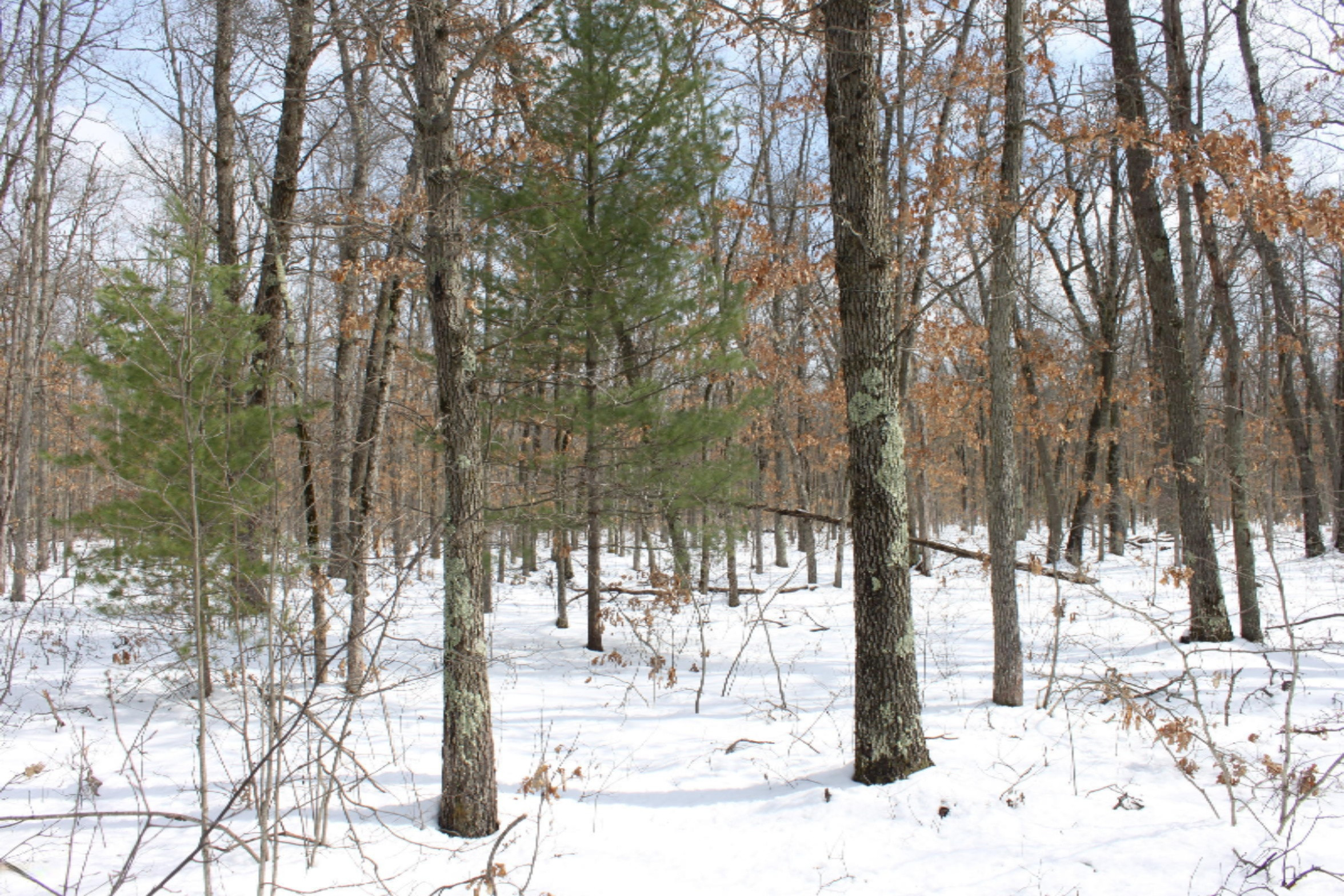 325 North Baker Road Wellston, MI 49689 - Photo 8 of 14 IMG_7983