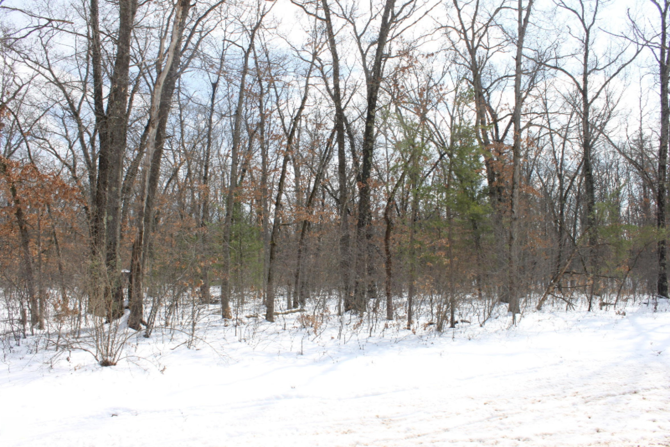 325 North Baker Road Wellston, MI 49689 - Photo 9 of 14 IMG_7984