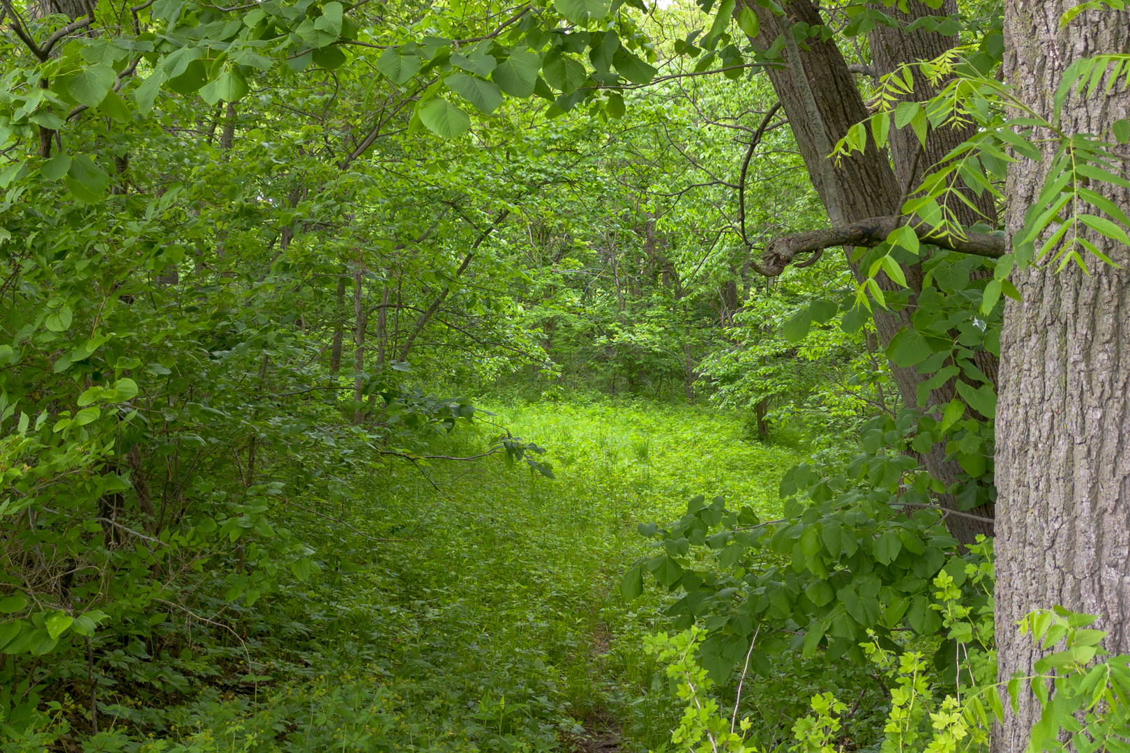 698 North 2853rd Road LaSalle, IL 61301 - Photo 35 of 39 a view of a lush green forest