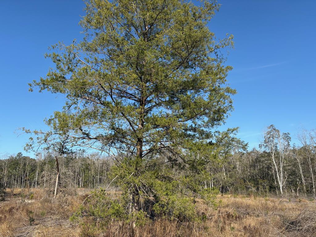 87 Highway 87 Samson, AL 36477 - Photo 34 of 47