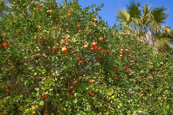 a view of a tree