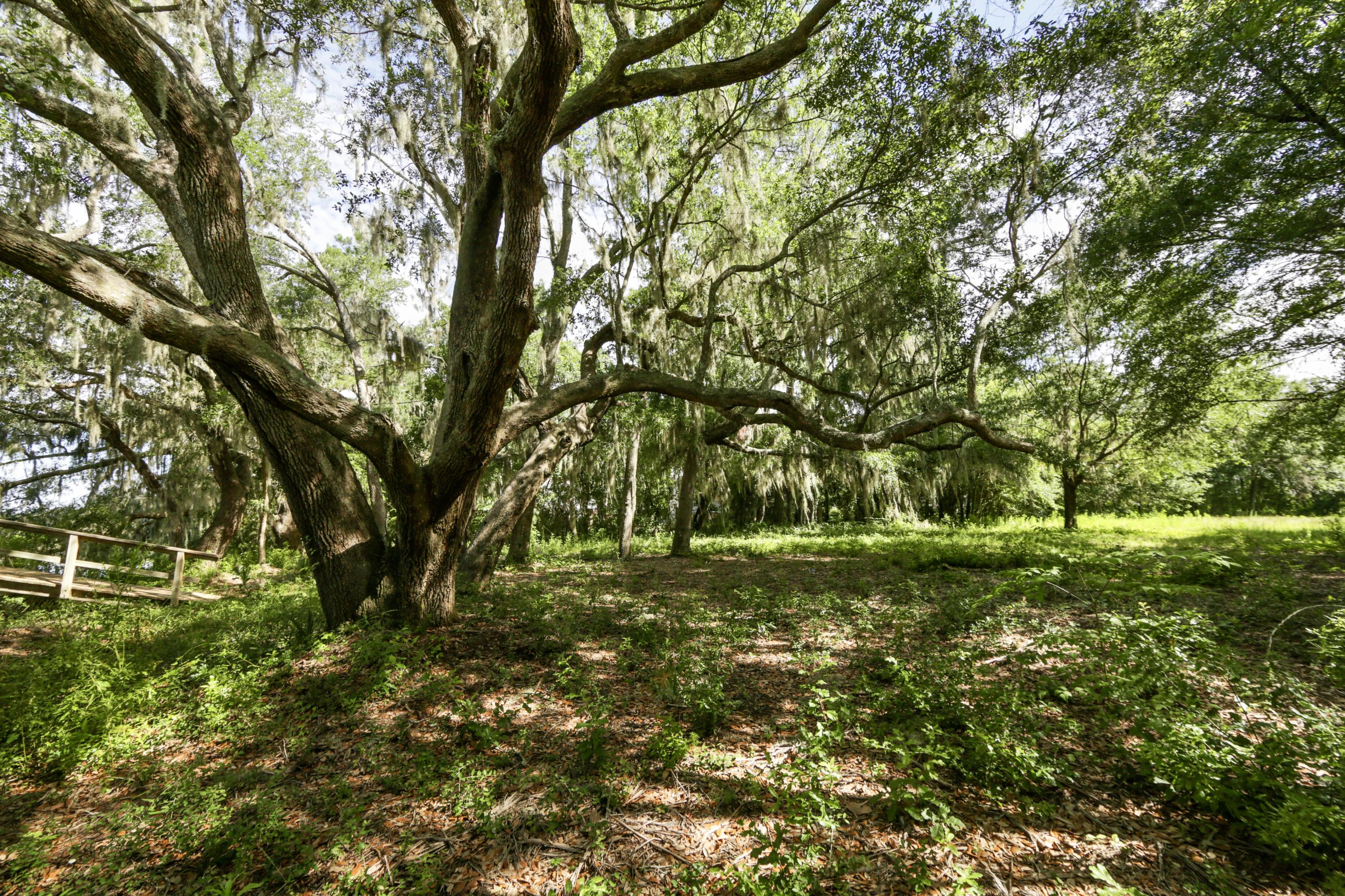 3710 Chisolm Road Johns Island, SC 29455 - Photo 3 of 30 Beautiful Live Oaks