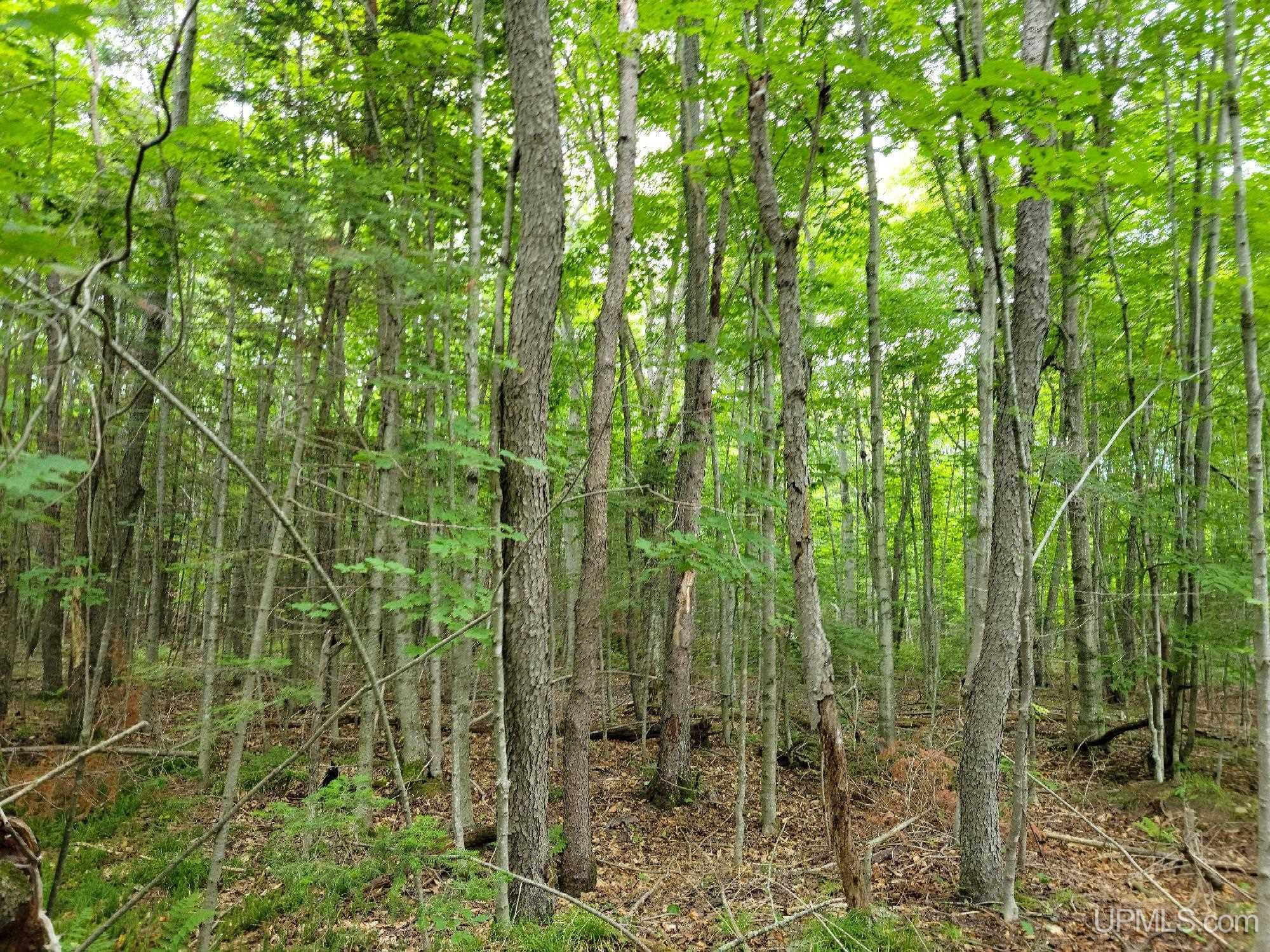 3733s Little Harbor Road Manistique, MI 49854 - Photo 9 of 15 Gallery Image 9