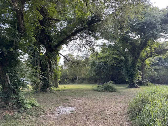 a view of a forest with trees in the background