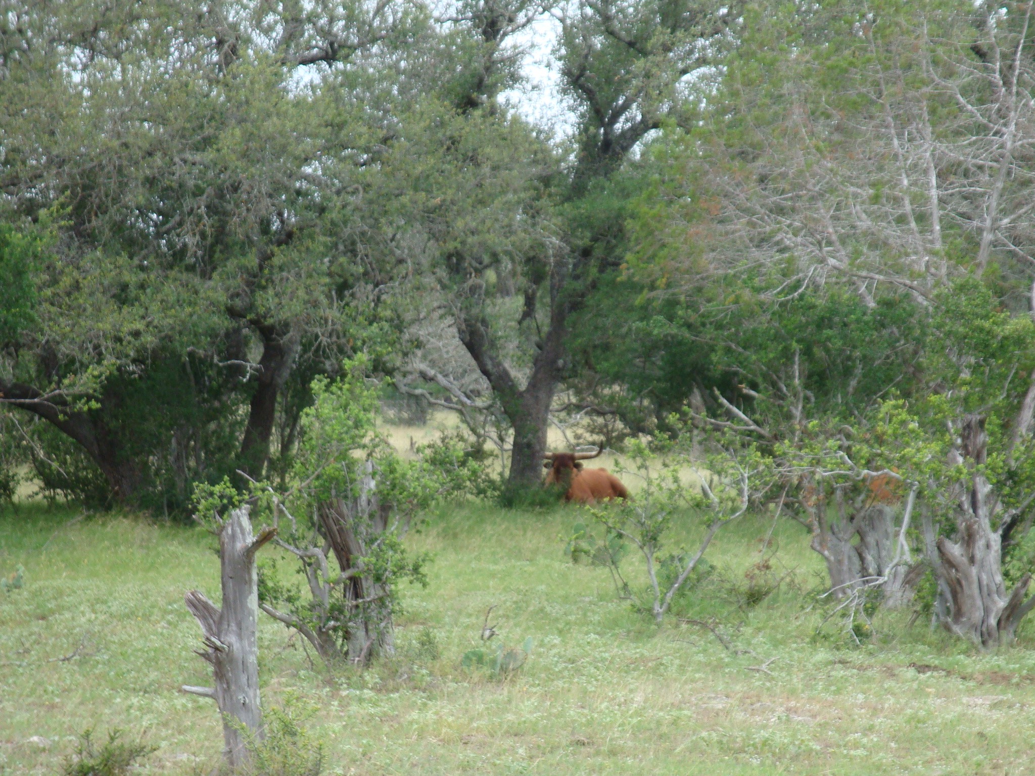 1619 Althaus Ranch Road Johnson City, TX 78636 - Photo 3 of 40 A longhorn taking a break in the shade
