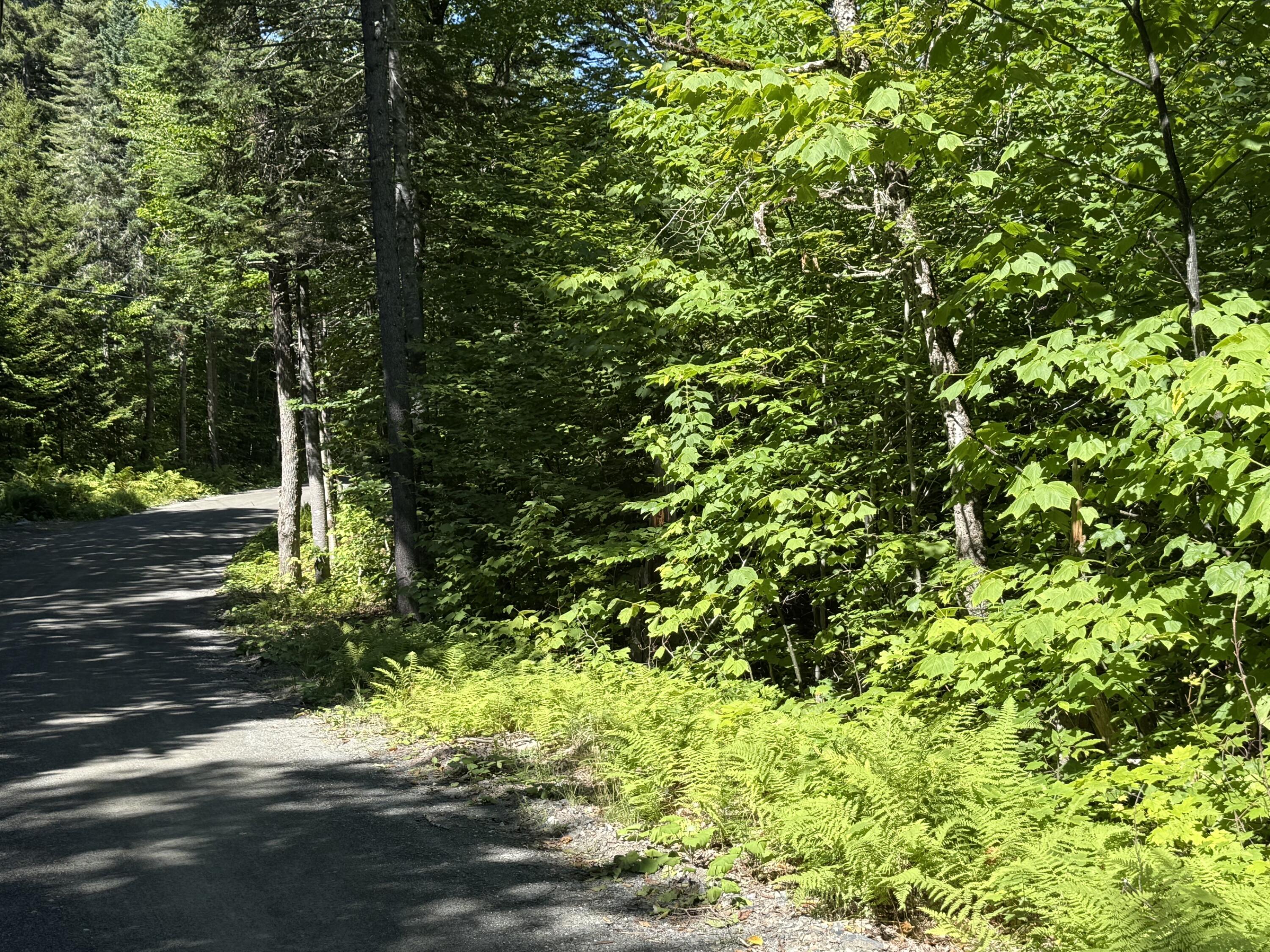 Lower Wilson Pond 5
