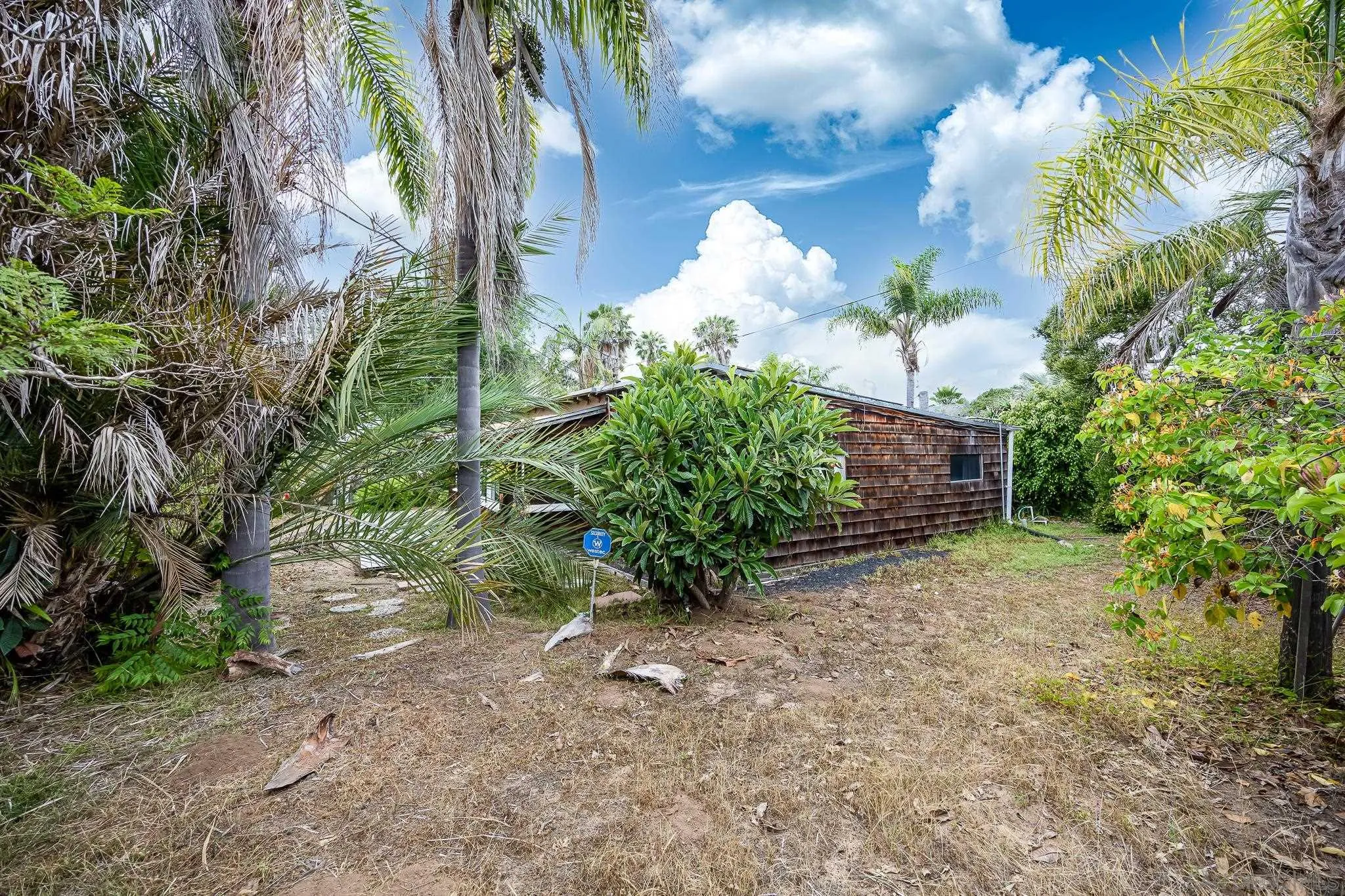 890 Capri Road Encinitas, CA 92024 - Photo 14 of 43 a plant with lots of trees