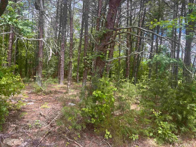 a view of a forest with trees