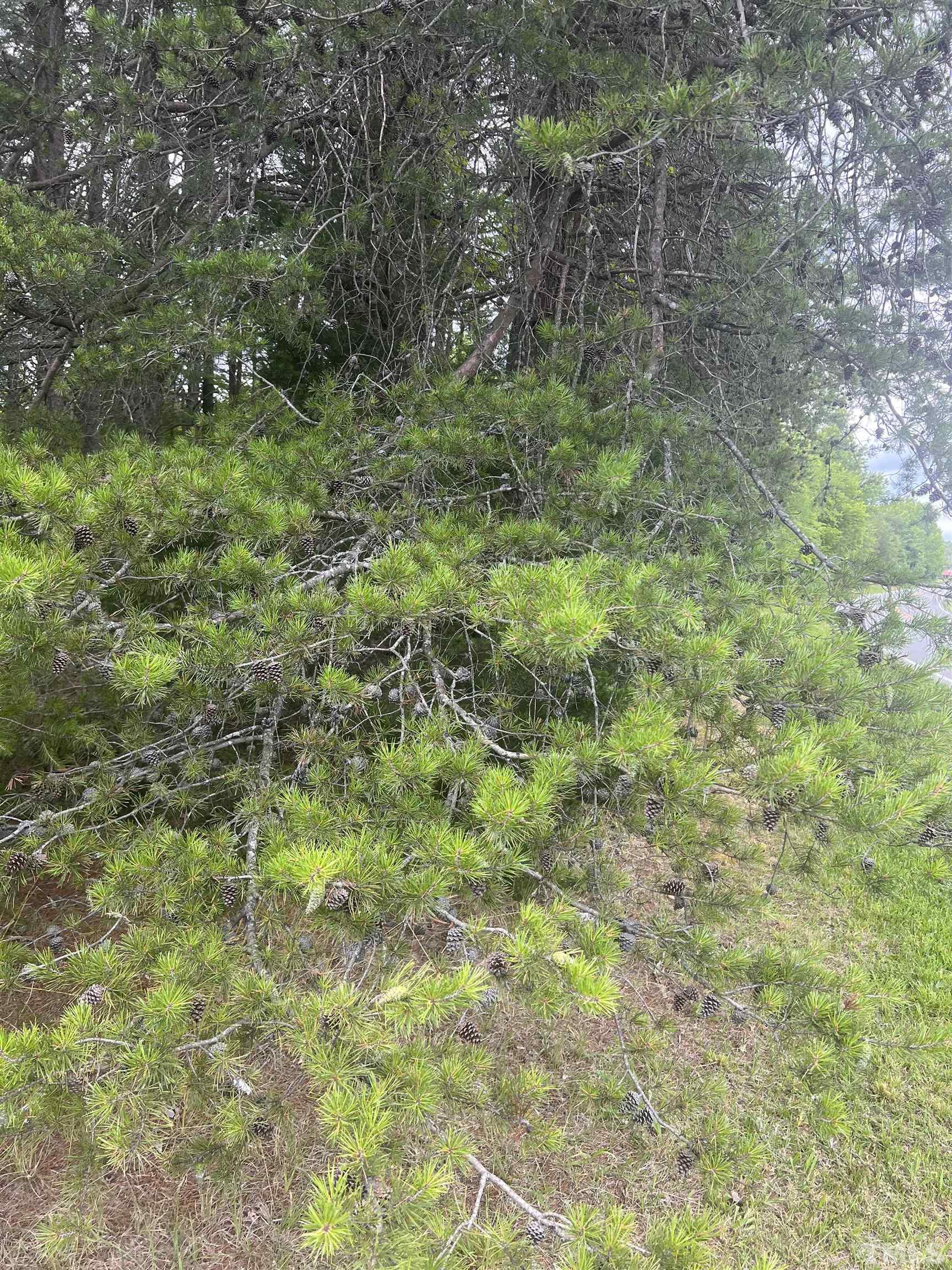 Mcghees Mill Road Semora, NC 27343 - Photo 5 of 6 a view of a garden