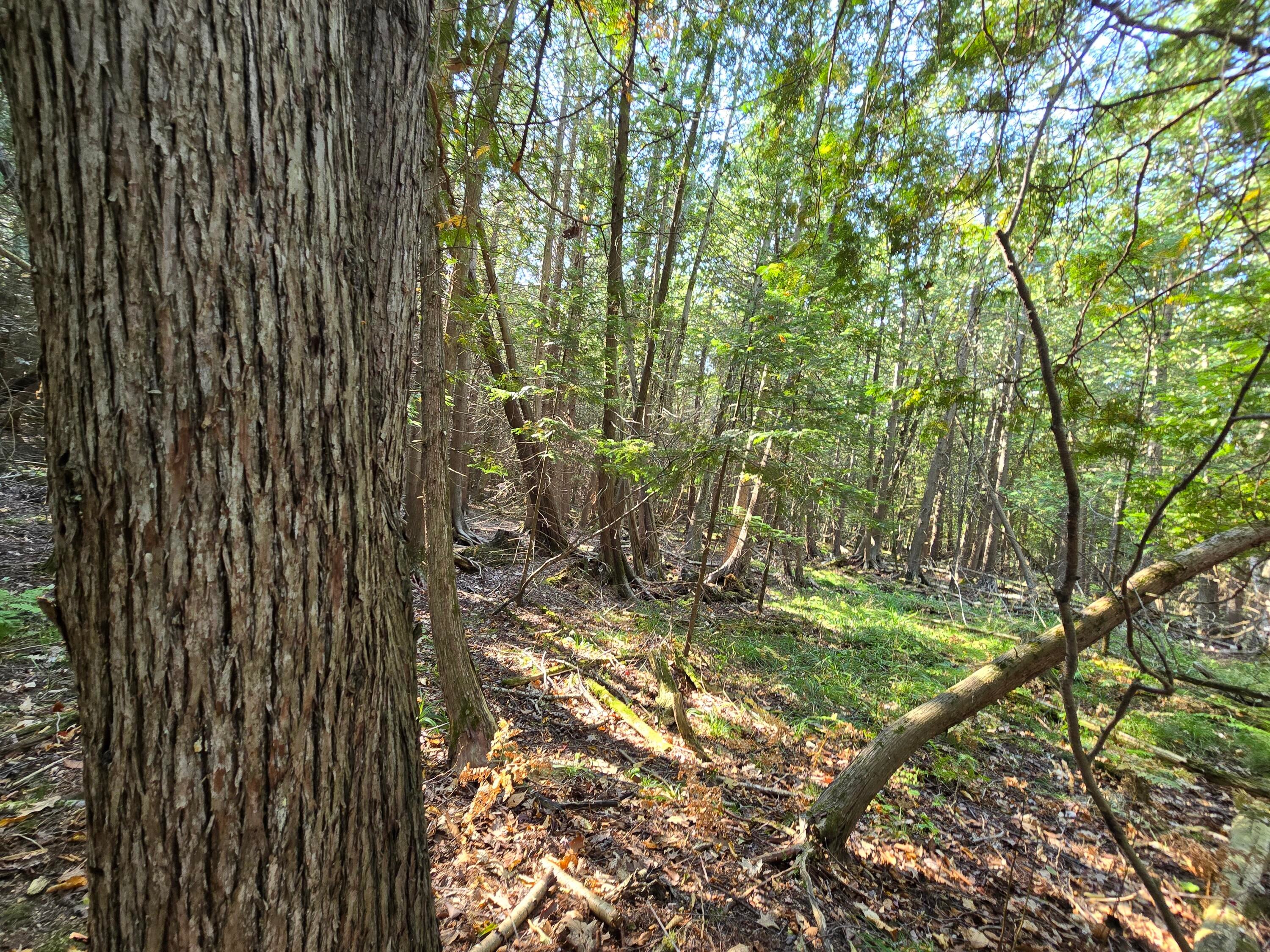 Parcel B East Kneeland Road Fairview, MI 48621 - Photo 5 of 22 Gallery Image 5