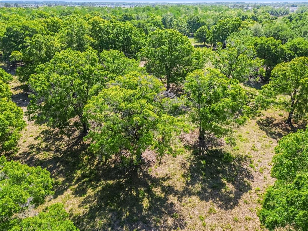 12500 Hamlin Road Spring Hill, FL 34610 - Photo 24 of 82 a view of a lush green forest with lots of trees