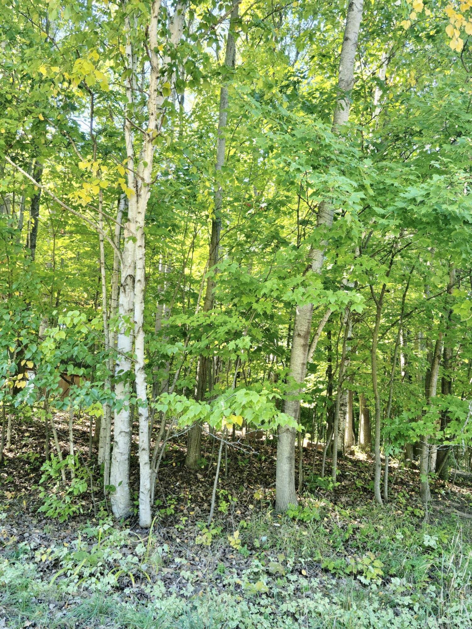 4221 East Town Line Road Fountain, MI 49410 - Photo 8 of 38 Nicely Wooded