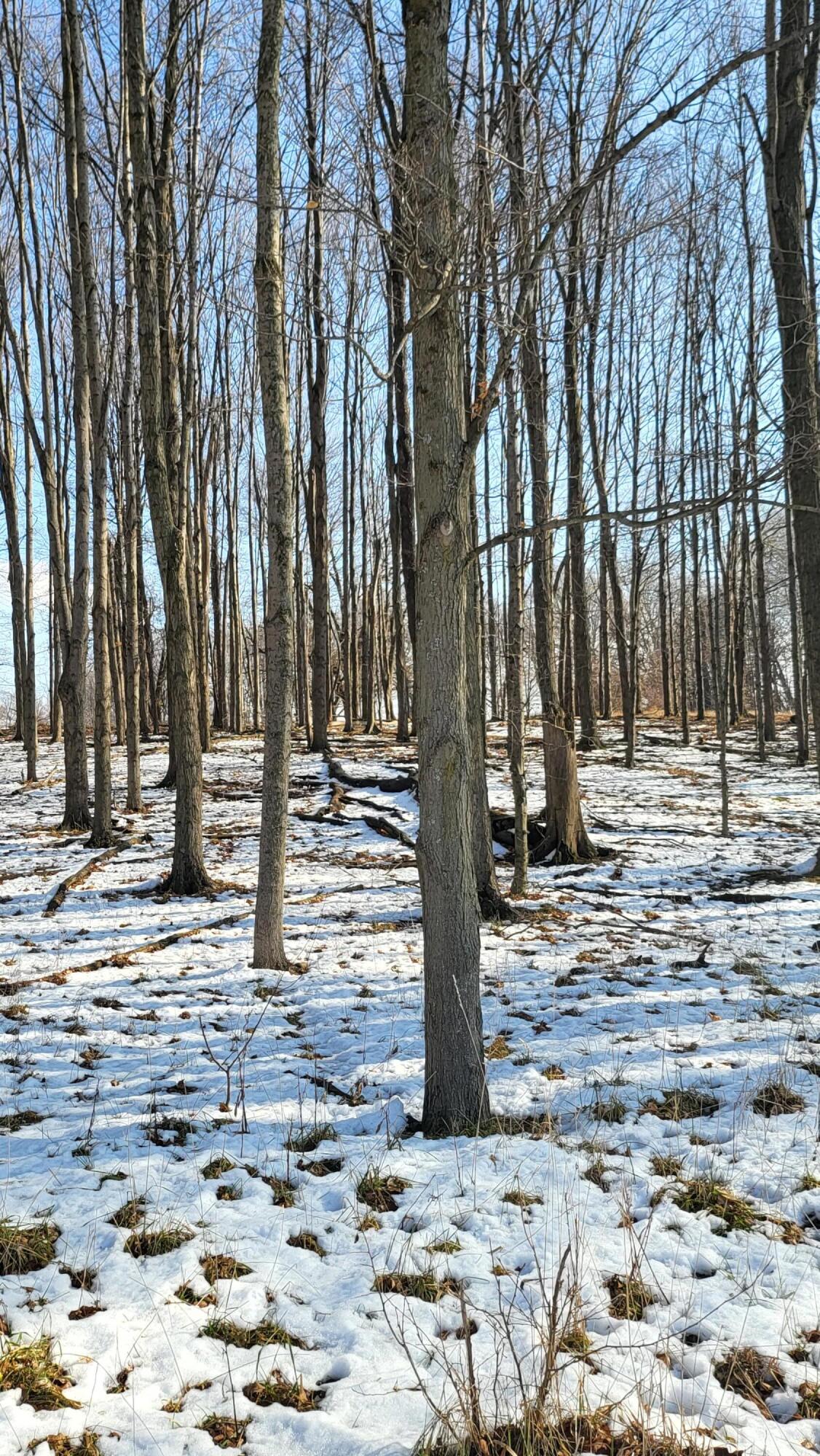 0 Below Road Grass Lake, MI 49240 - Photo 14 of 35 20230207_140936