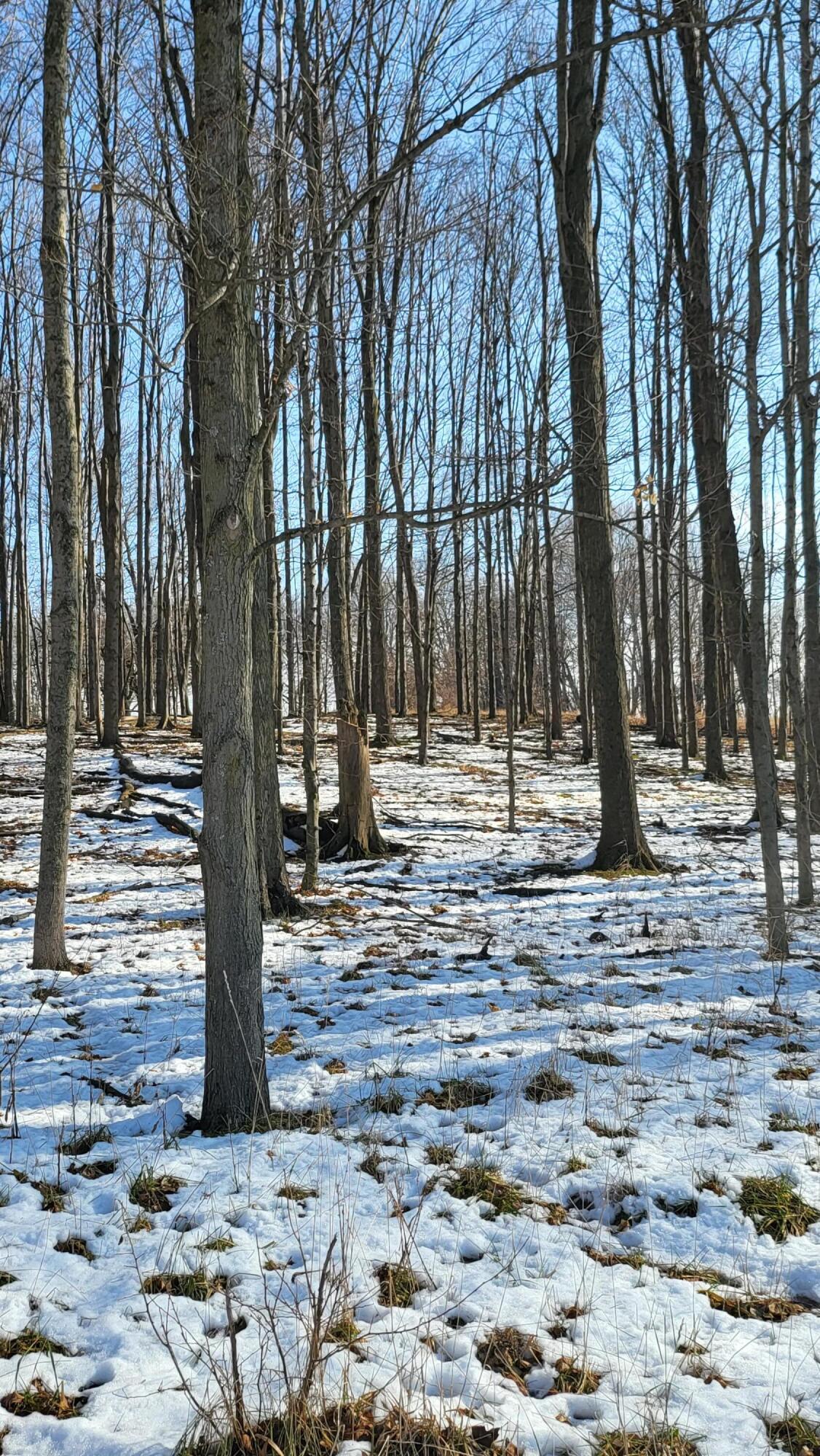 0 Below Road Grass Lake, MI 49240 - Photo 15 of 35 20230207_140939