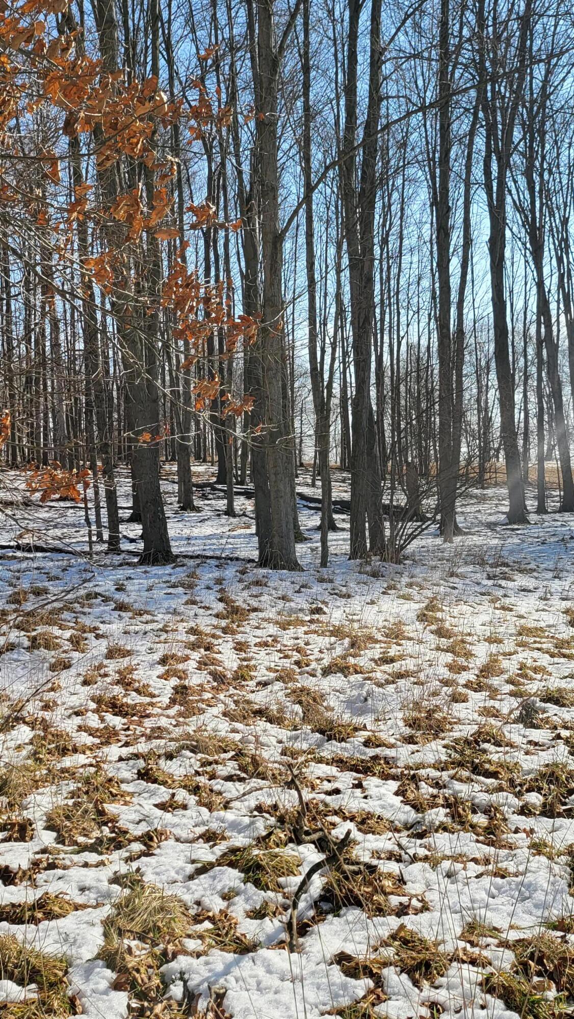 0 Below Road Grass Lake, MI 49240 - Photo 18 of 35 20230207_141024