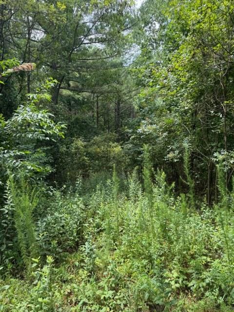 43-44 Reece Mountain Road Ellijay, GA 30536 - Photo 22 of 24 Gallery Image 22