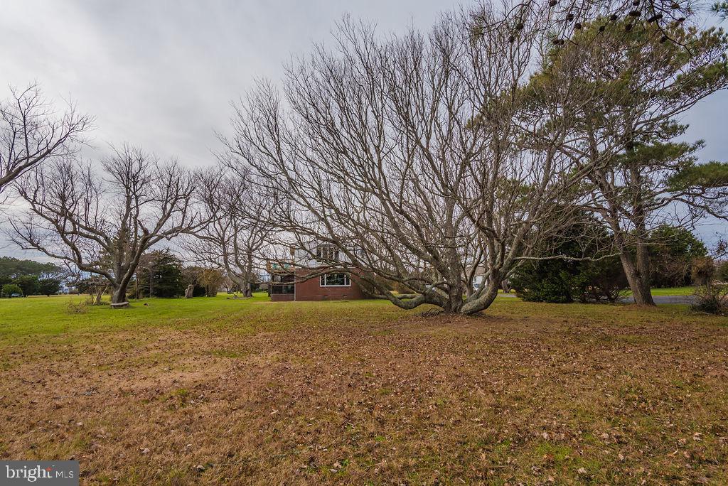 6112 South Point Road Berlin, MD 21811 - Photo 50 of 52 You are going to want to climb in this tree !