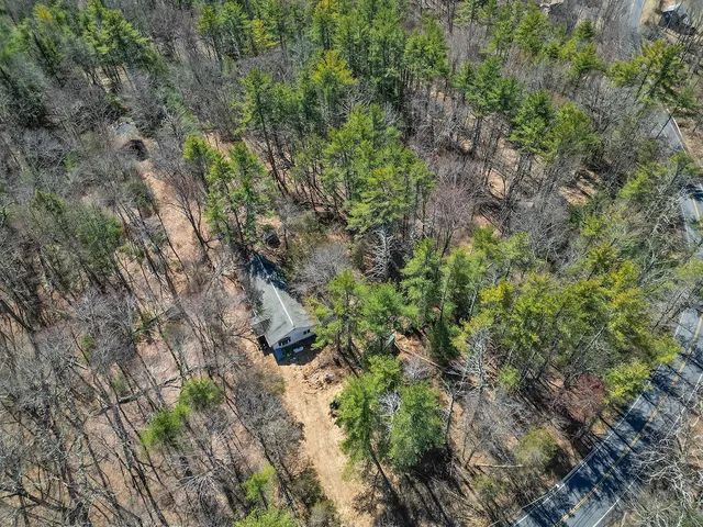 a view of a forest that has a tree