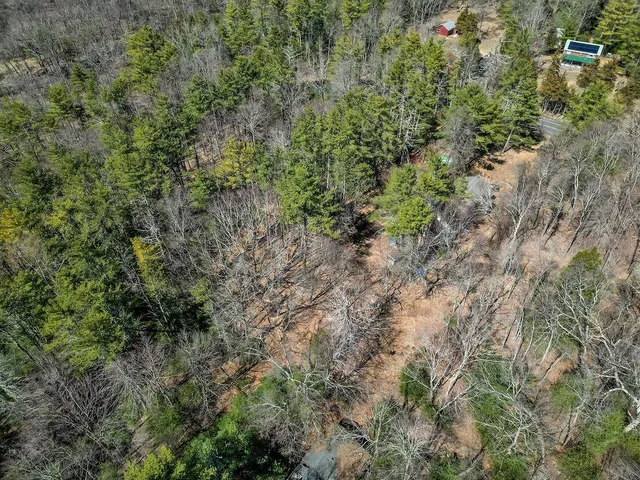 a view of a forest with a tree