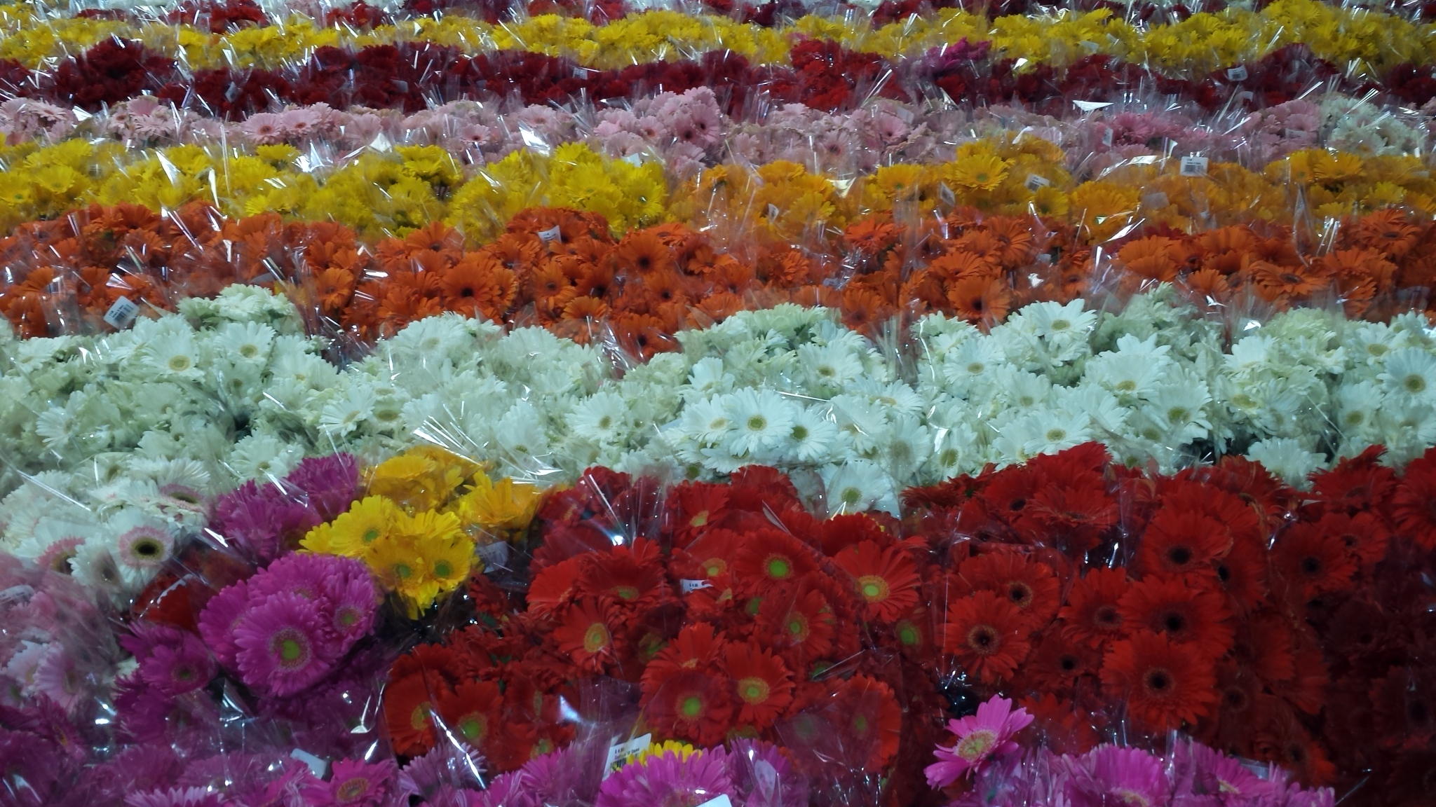 5300 Foothill Road Carpinteria, CA 93013 - Photo 5 of 10 GeberaCB