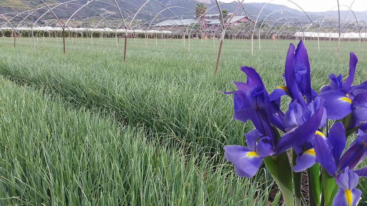 5300 Foothill Road Carpinteria, CA 93013 - Photo 7 of 10 Iris Field