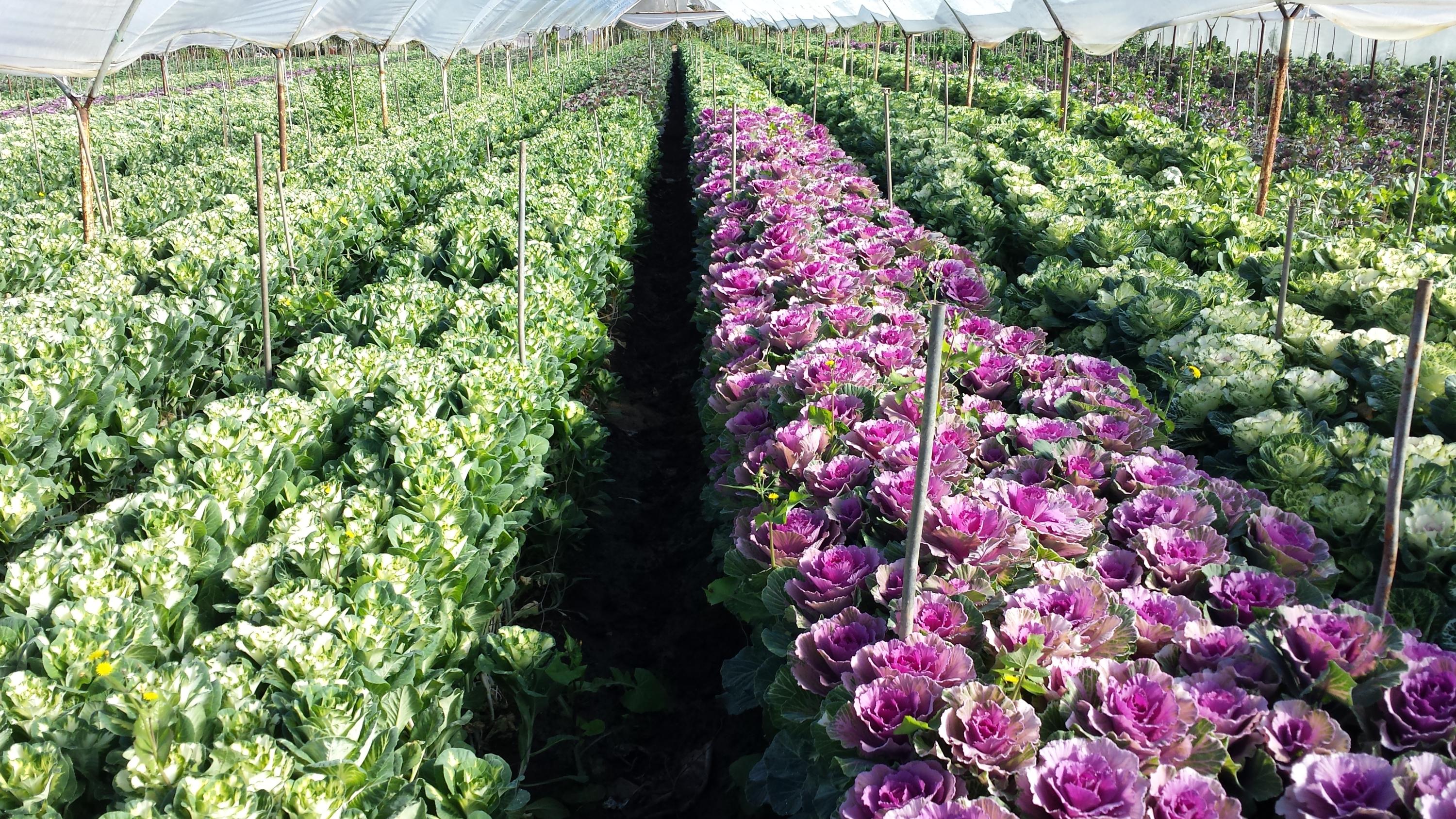 5300 Foothill Road Carpinteria, CA 93013 - Photo 8 of 10 Kale Field1