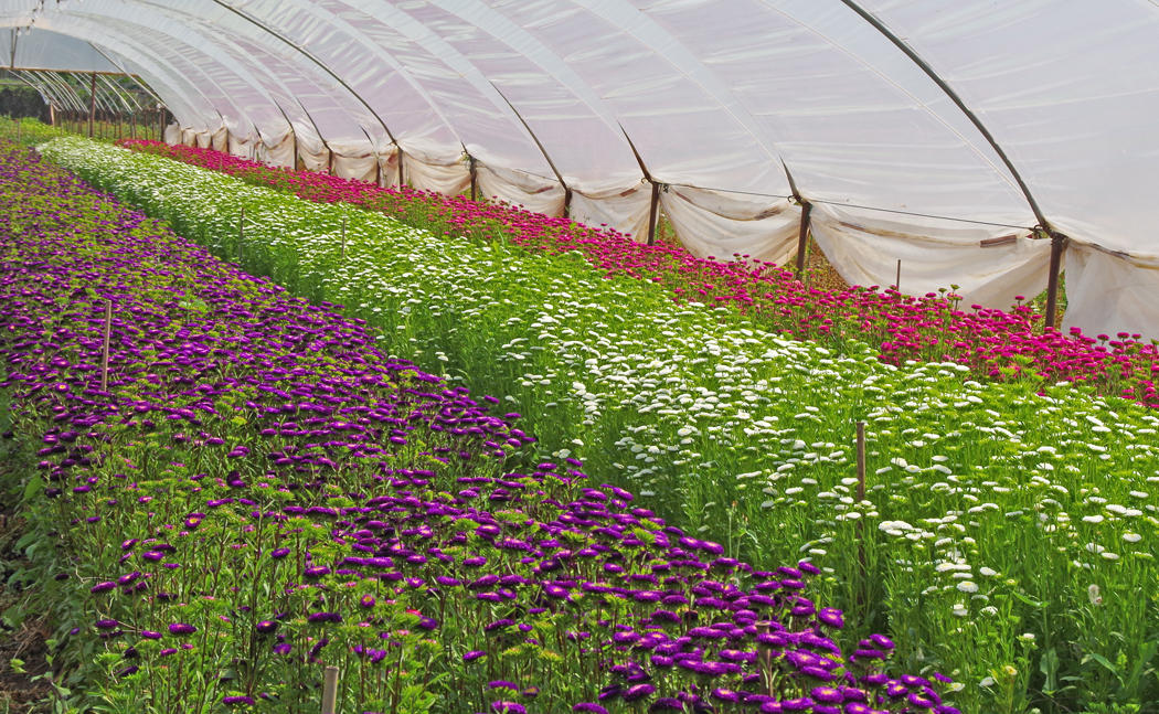 5300 Foothill Road Carpinteria, CA 93013 - Photo 9 of 10 Matsu color field 2