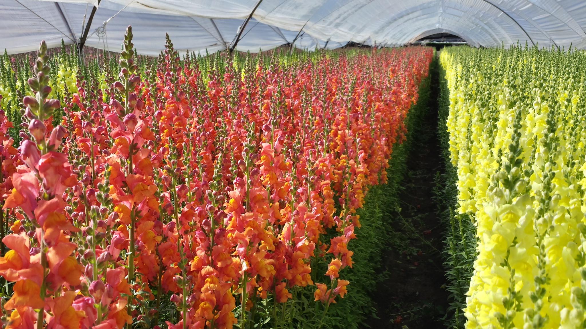 5300 Foothill Road Carpinteria, CA 93013 - Photo 10 of 10 Snapdragon3