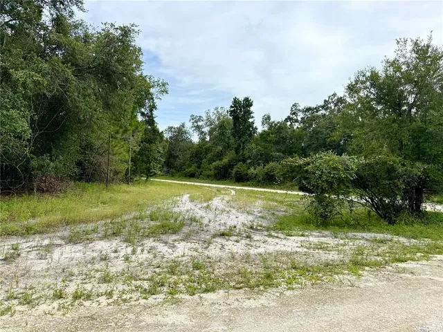 a view of a garden with large trees