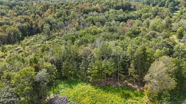a view of a forest with a tree