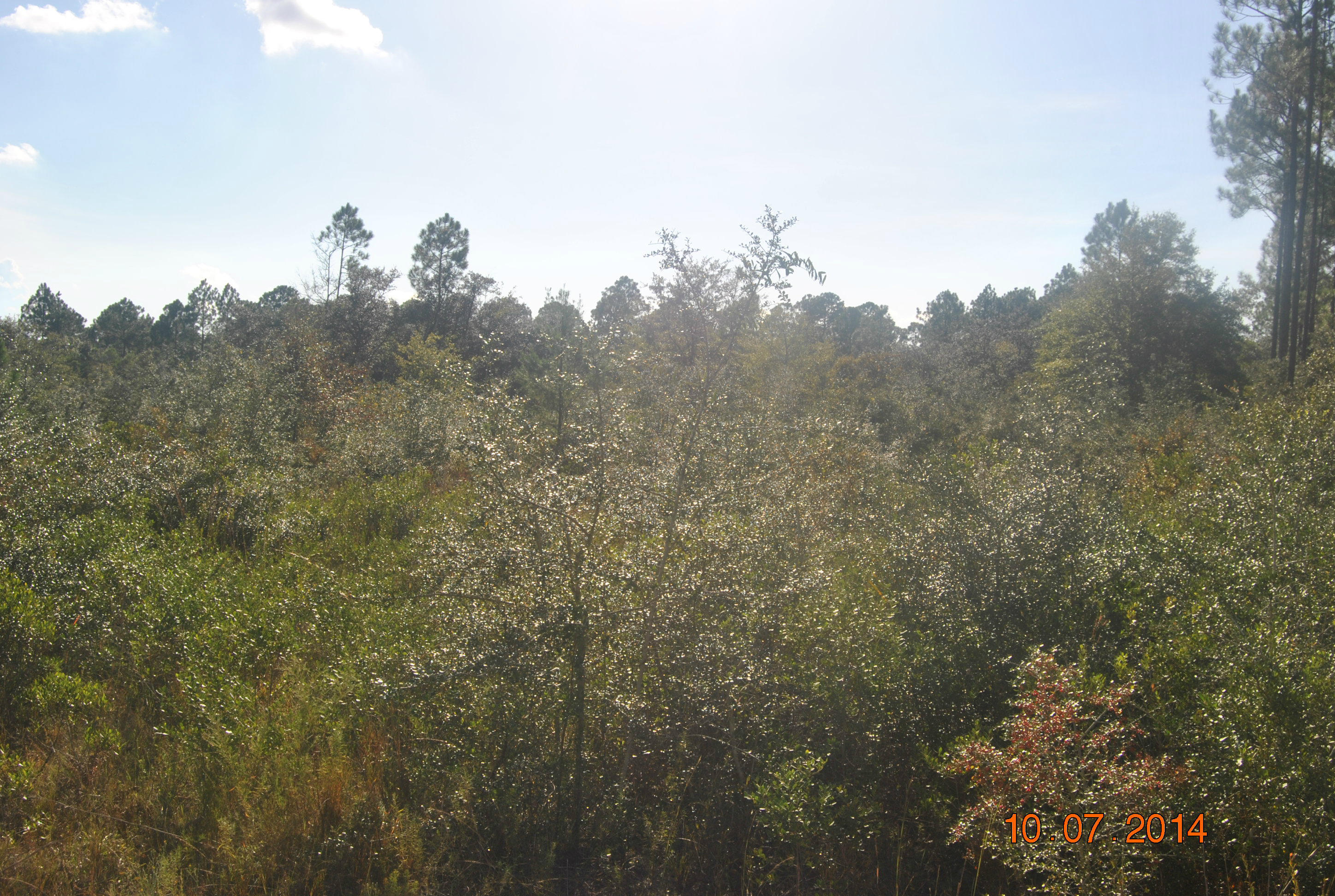 Xxxx Saunders Road Freeport, FL 32439 - Photo 4 of 5 Gallery Image 4