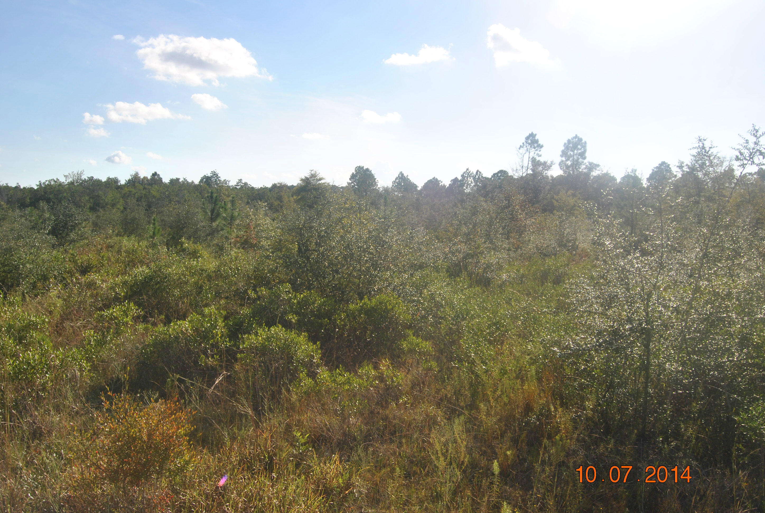 Xxxx Saunders Road Freeport, FL 32439 - Photo 5 of 5 Gallery Image 5