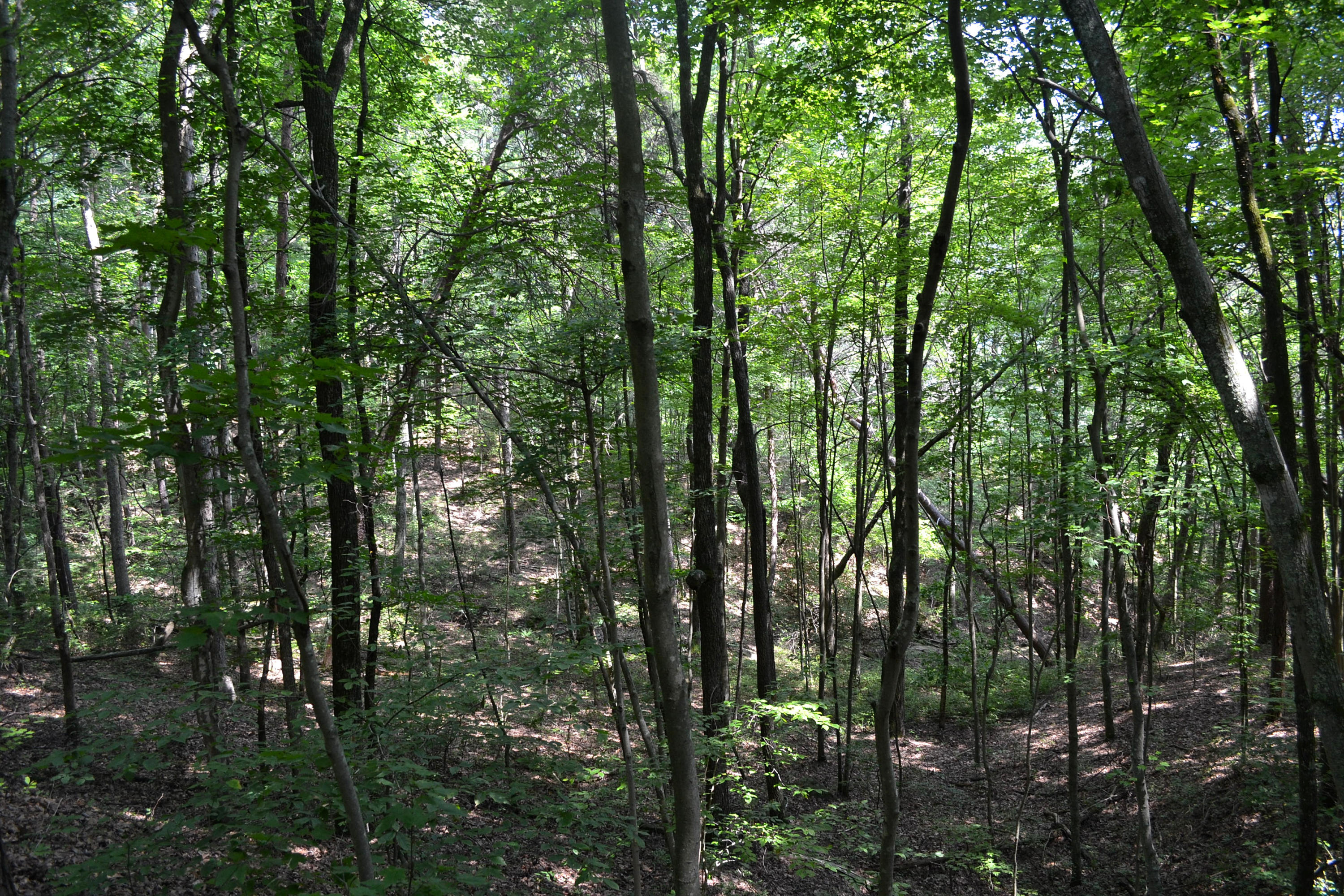 64.7-ac Hobbstown Road Dunlap, TN 37327 - Photo 7 of 9 DSC_0618
