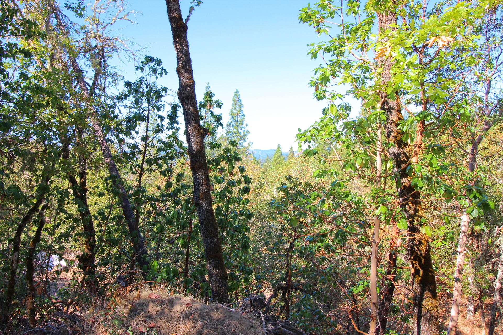 10489 Lower River Road Grants Pass, OR 97526 - Photo 15 of 30 so beautiful