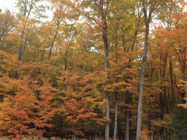 5017 East 16 Mile Road Pickford, MI 49774 - Photo 24 of 24 Gallery Image 24